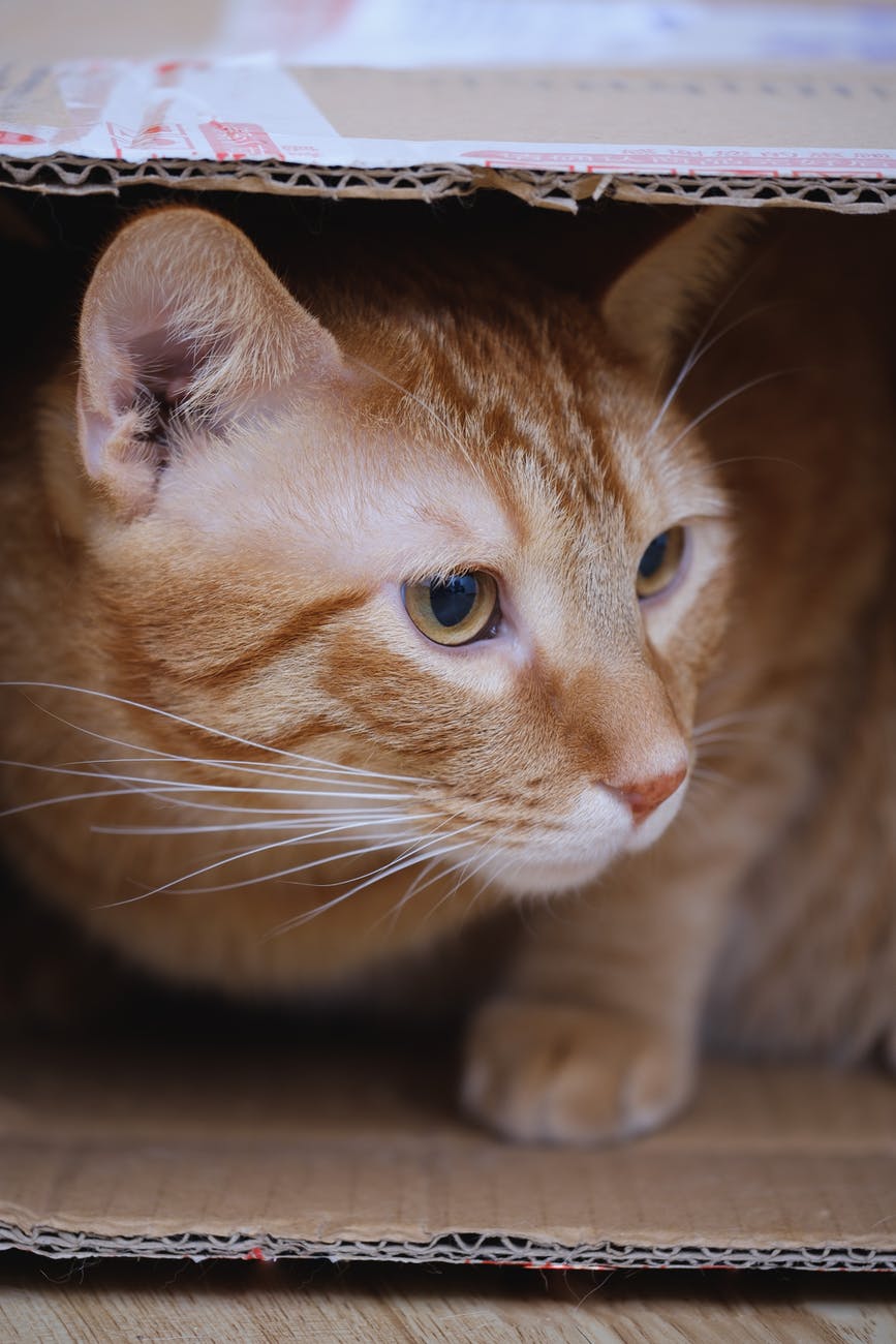 orange tabby cat inside cardboard box